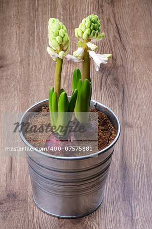 Two Beauty Pink Hyacinths Begins to Flowering in Tin Bucket on Wooden background