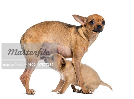 mother and baby chihuahua