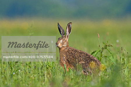 Photo of brown hare sitting in a grass