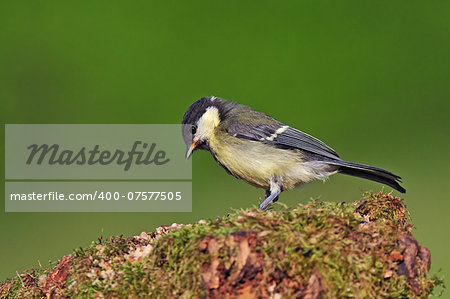 Photo of juvenile great tit on a branch