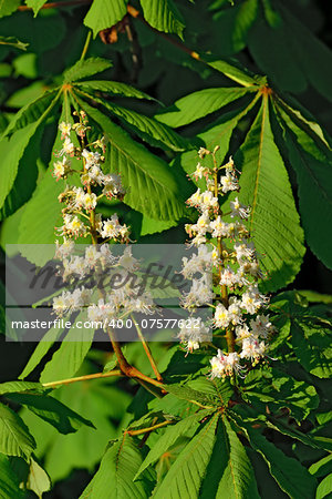 Two beautiful chestnut flower closeup early spring