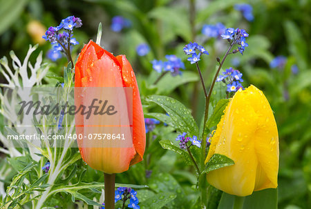 Beautiful red and yellow tulips  (close-up). Nature many-coloured background.