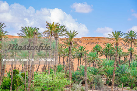 Image of oasis Al Haway in Oman with green palms and plants, sand dune and blue sky