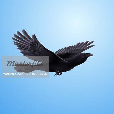 Black crow precipitously flying on the blue background