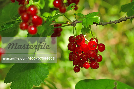 Juicy ripe red currant on twig with green leaf