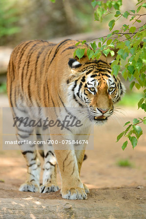 Close-up portrait of a Siberian tiger (Panthera tigris altaica) walking in a zoo in spring, Bavaria, Germany