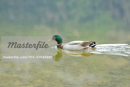 Close-up of a Mallard or Wild Duck (Anas platyrhynchos) swimming in a lake in spring, Altaussee, Styria, Austria