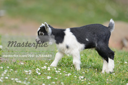 Close-up of a domestic goat (Capra aegagrus hircus) kid, on a meadow in spring, Bavaria, Germany