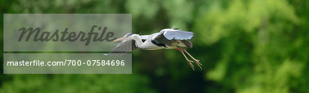 Close-up of a landing Grey Heron (Ardea cinerea) in spring, Bavaria Germany