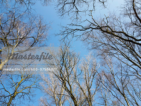 Looking up at Bare Trees in Spring, North Rhine-Westphalia, Germany