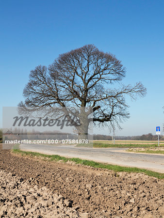 Bare Tree by Country Road, North Rhine-Westphalia, Germany