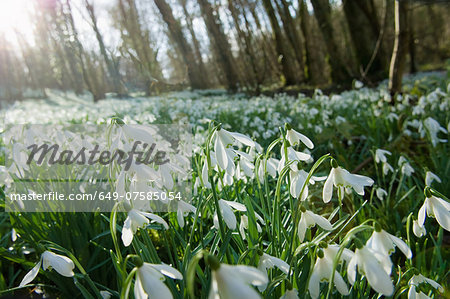 Close up of snowdrops and forest