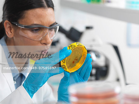 Female scientist viewing cultures growing in petri dishes with a biohazard tape on in a microbiology lab