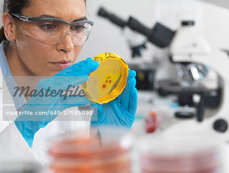 Scientist viewing cultures growing in petri dishes with a biohazard tape on in a microbiology lab