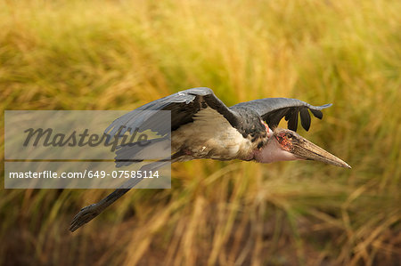Marabou stork - Leptoptilos crumeniferus, Mana Pools National Park, Zimbabwe