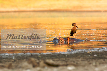 Hamerkop - Scopus umbretta - standing on hippo, Mana Pools National Park, Zimbabwe