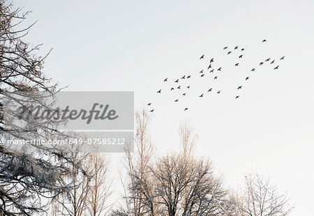 Flock of birds flying over snow-covered trees