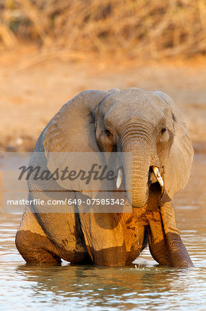 African elephant - Loxodonta africana - in the late evening light
