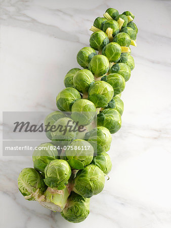 Brussels sprouts tree