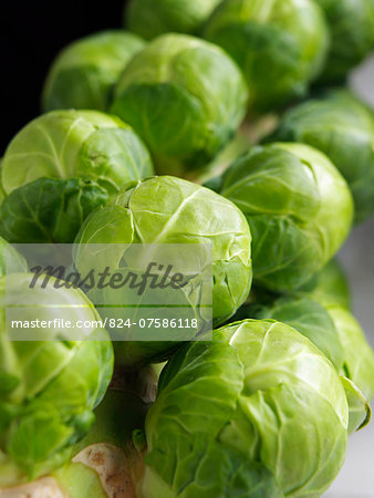Brussels sprouts tree