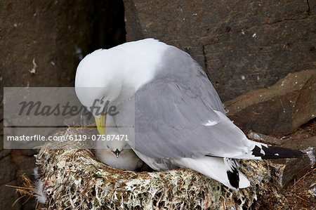 Black-Legged Kittiwake (Rissa tridactyla) adult and chick on the nest, Iceland, Polar Regions