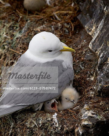 Black-Legged Kittiwake (Rissa tridactyla) adult and two chicks on the nest, Iceland, Polar Regions