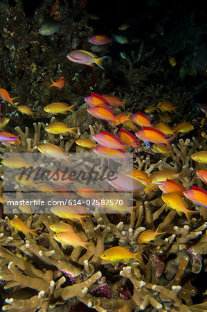 Schooling anthias.