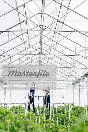 Workers adjusting sprinklers in greenhouse