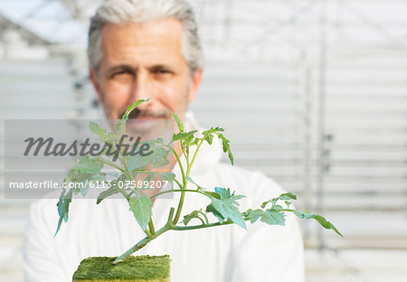 Portrait of confident botanist holding tomato plant in greenhouse