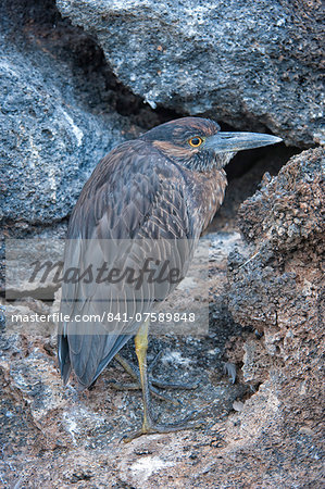 Yellow-crowned night-heron (Nyctanassa violacea), Genovesa Island, Galapagos, UNESCO World Heritage Site, Ecuador, South America