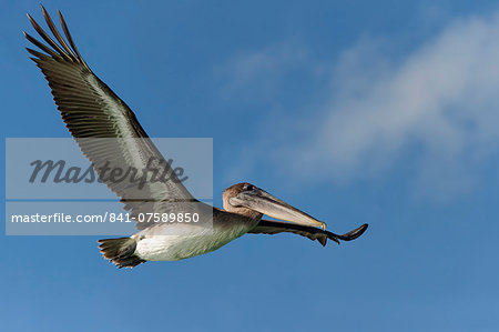 Galapagos Brown Pelican (Pelecanus occidentalis urinator) in flight, Black Turtle Bay, Santa Cruz Island, Galapagos, Ecuador, South America