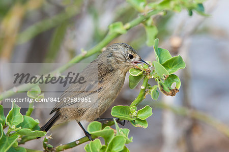 Warbler finch (Certhidea olivacea), Genovesa Island, Galapagos, UNESCO World Heritage Site, Ecuador, South America