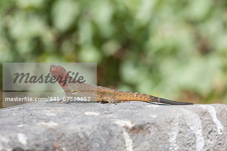 Galapagos Lava Lizard (Microlophus albemarlensis), Hispanola Island, Galapagos, UNESCO World Heritage Site, Ecuador, South America