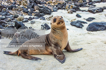 Galapagos sea lion pup (Zalophus californianus wollebaeki), Galapagos, UNESCO World Heritage Site, Ecuador, South America Galapagos sea lion pup (Zalophus californianus wollebaeki), Galapagos, UNESCO World Heritage Site, Ecuador, South America