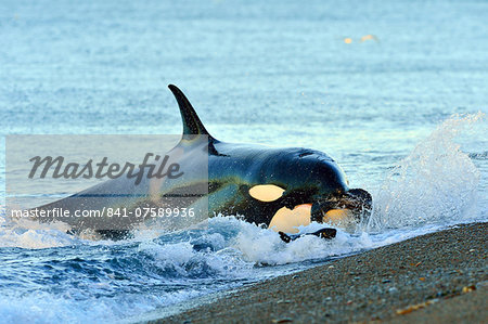 Orca (Orcinus orca) hunting South American sea lion (Otaria flavescens) at Peninsula Valdes, Patagonia, Argentina, South America Orca (Orcinus orca) hunting South American sea lion (Otaria flavescens) at Peninsula Valdes, Patagonia, Argentina, South America