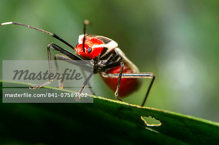 Brilliantly coloured Hemipteran, known as the True bugs, family Lygaeidae, the insect feeds on  plant sap, Maliau Basin, Sabah, Borneo, Malaysia, Southeast Asia, Asia