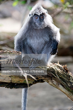 Silvered leaf monkey (Trachypithecus cristatus cristatus), Bako National Park, Sarawak, Borneo, Malaysia, Southeast Asia, Asia