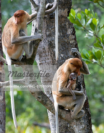 Adult female proboscis monkey (Nasalis larvatus) with new born baby with a distinctive blue tinged face, Labuk Bay Proboscis Monkey Sanctuary, Sabah, Borneo, Malaysia, Southeast Asia, Asia