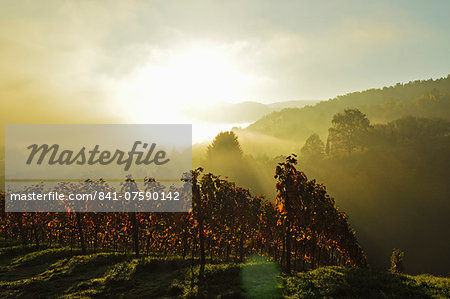 Vineyard landscape, near Buehlertal, Ortenau, Baden Wine Route, Baden-Wurttemberg, Germany, Europe