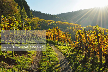 Vineyard landscape, Ortenau, Baden Wine Route, Baden-Wurttemberg, Germany, Europe