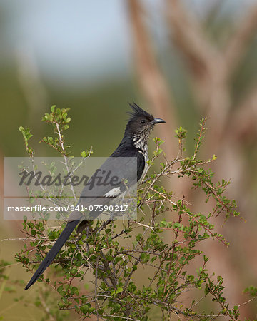 Levaillant's cuckoo (Le Vaillant's cuckoo) (striped cuckoo) (Clamator levaillantii), Kruger National Park, South Africa, Africa