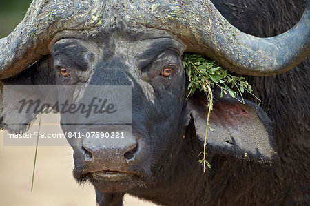 Cape buffalo (African buffalo) (Syncerus caffer) bull, Kruger National Park, South Africa, Africa Cape buffalo (African buffalo) (Syncerus caffer) bull, Kruger National Park, South Africa, Africa