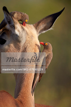 Two red-billed oxpecker (Buphagus erythrorhynchus) on an impala, Kruger National Park, South Africa, Africa