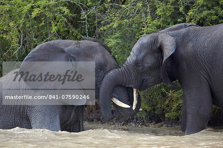 Two teenaged male African Elephant (Loxodonta africana) playing, Kruger National Park, South Africa, Africa