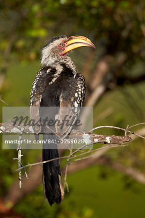 Southern Yellow-Billed Hornbill (Tockus leucomelas), Kruger National Park, South Africa, Africa