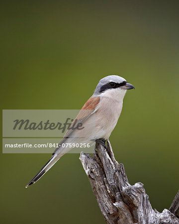 Male Red-Backed Shrike (Lanius collurio), Kruger National Park, South Africa, Africa