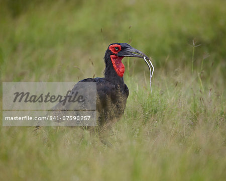 Southern Ground-Hornbill (Ground Hornbill) (Bucorvus leadbeateri) with a snake, Kruger National Park, South Africa, Africa