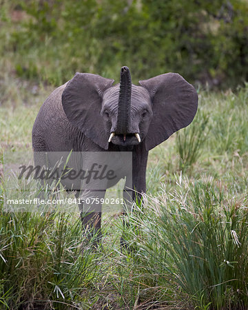 Young African Elephant (Loxodonta africana), Kruger National Park, South Africa, Africa