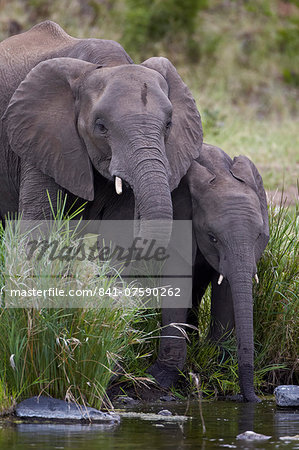 African Elephant (Loxodonta africana) drinking, Kruger National Park, South Africa, Africa