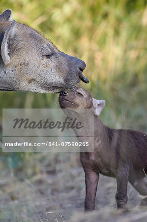 Spotted Hyena (Spotted Hyaena) (Crocuta crocuta) pup and adult, Kruger National Park, South Africa, Africa